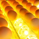 56-Egg Automatic Incubator & Hatcher | Digital Temperature Control